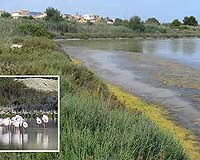 New Bacterial Genome Sequenced From Ancient Salterns