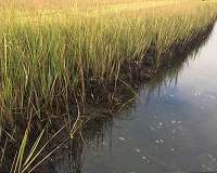 Rising seas could swallow Pacific salt marshes, study suggests