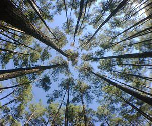 Study Led by NUS Scientists Reveals Escalating Cost of Forest Conservation