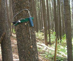 Beetle-infested Pine Trees Contribute to Air Pollution and Haze in Forests