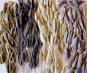 How rice twice became a crop and twice became a weed - and what it means for the future