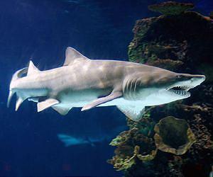 From shark dodger to defender: a diver's sea change