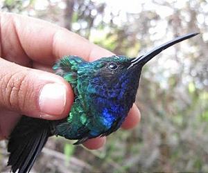 Existence of rare hummingbird confirmed
