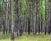 US experimental forests chosen for US-China climate initiative