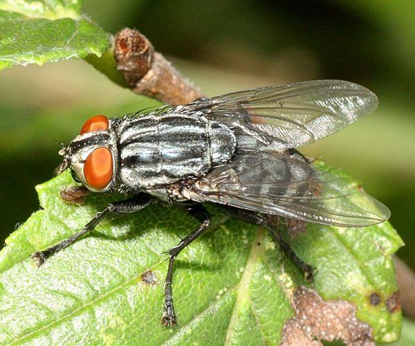 Transforming flies into degradable plastics