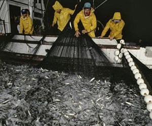Task force recommends reducing global harvest of forage fish