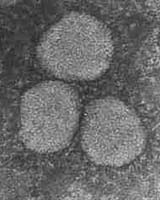 SARS Coronavirus Part Bird, Part Mammal: Study