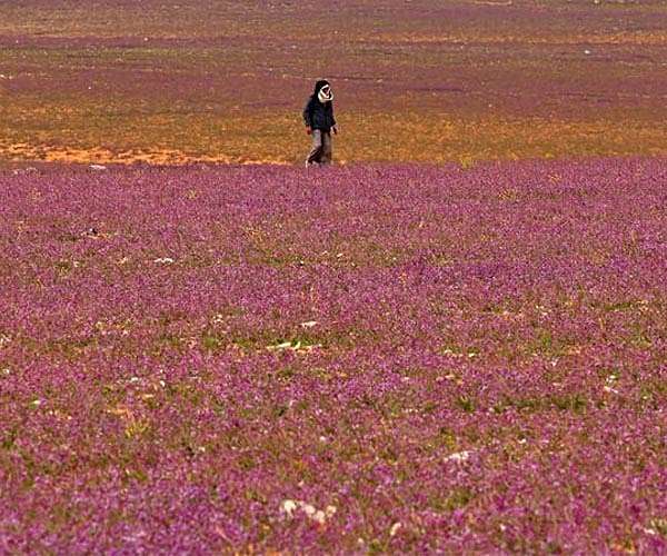 Floral bloom turns Saudi desert purple