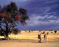 African Conservationists Denounce Proposal For Giant US Wildlife Park