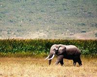 Armed groups line up to kill Congo's elephants