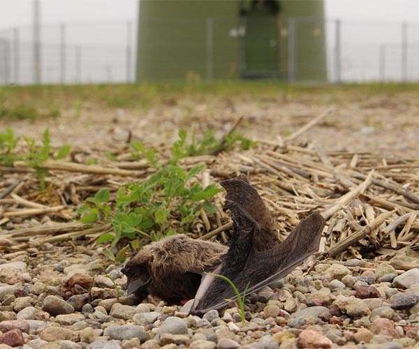 Holy icy chill, Batman! Freezing bats saved in Texas