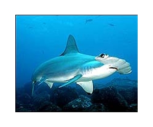 Hammerheads, other sharks protected at fisheries meet