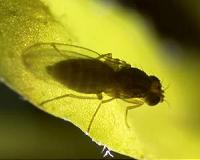 Picking up on the smell of evolution