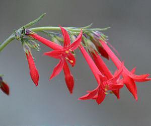 Not just for the birds: Man-made noise has ripple effects on plants, too