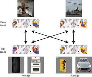 Researchers Utilize Neuroimaging To Show How Brain Uses Objects to Recognize Scenes
