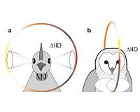 How birds get by without external ears