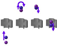 New Method To Directly Probe The Quantum Collisions Of Individual Atoms