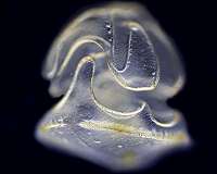 Who needs a body? Not these larvae, which are basically swimming heads