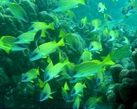 Neither more food nor better food -- still, fish biomass increases