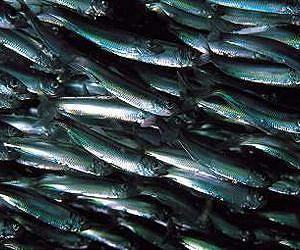EU slaps trade sanctions against Faroes in herring spat