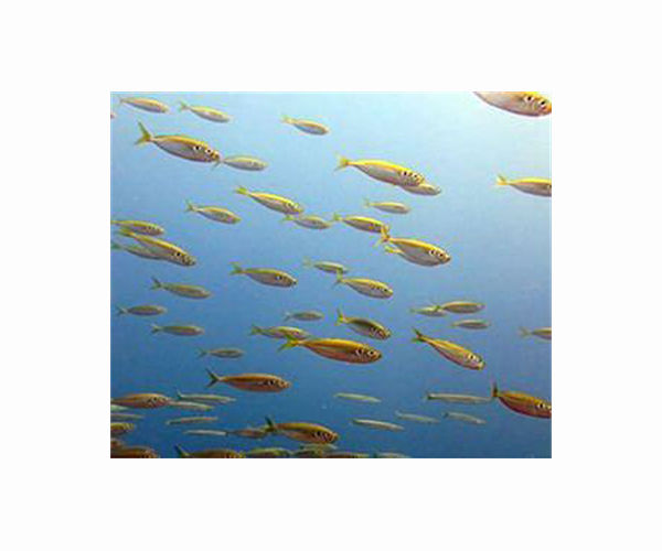 'Where are the mackerel?' Alarm as Bosphorus fish stocks crash