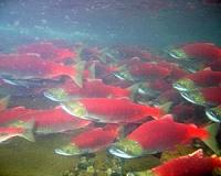 What triggers salmon migrations?
