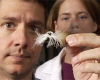 Scientists Learning More About Big Birds From Feathers
