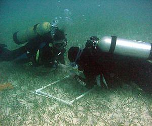 Seagrasses Can Store as Much Carbon as Forests