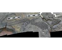 Strange sea-dwelling reptile fossil hints at rapid evolution after mass extinction
