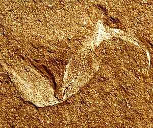 360 million year old fossilised scorpion