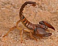 Scorpions the new threat for displaced Mosul civilians