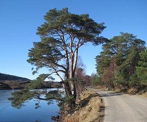 Scots Pine Shows Its Continental Roots