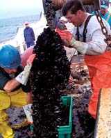 Clear Strong Guidelines Needed For Marine Aquaculture
