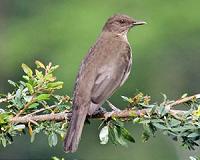 Odd couples emerge in bird family tree