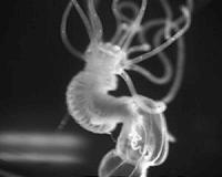 Complex nerve signaling traced back to common ancestor