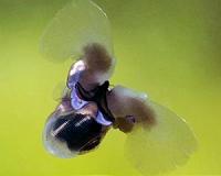 Arctic biodiversity under serious threat from climate change according to new report