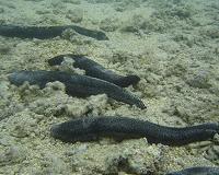 Scientists discover mechanisms of shape-shifting sea cucumbers