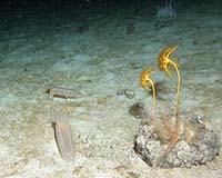 A Wanderlust Of Deep-Sea Fauna Under Antarctic Ice Shelf