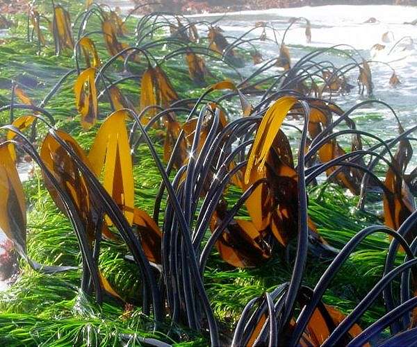 Scientists estimate sea kelp generates $500 bn a year