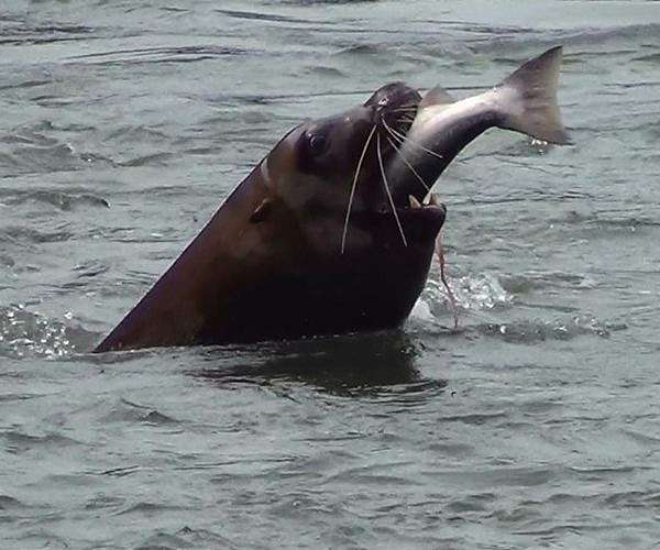 Eating one wild fish same as month of drinking tainted water: study