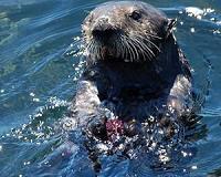 Motherhood is no picnic for sea otter moms