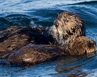 Energy demands of raising a pup push sea otter moms to the limit