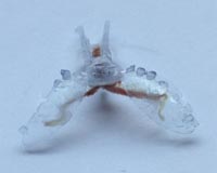 Researchers build a crawling robot from sea slug parts and a 3-D printed body