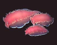 The Secret Lives Of Sea Slugs