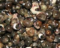 Sea snail shells dissolve in increasingly acidified oceans, study shows