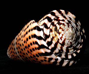 Breakthrough Model Reveals Evolution of Ancient Nervous Systems