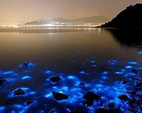 Glow-in-the-dark algae turns Hong Kong harbor blue