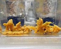 Theory on origin of animals challenged: Animals needs only extremely little oxygen