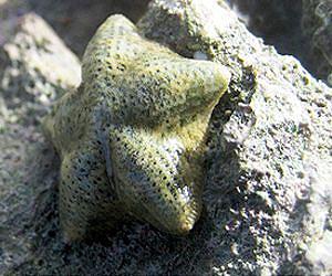 Superfast evolution in sea stars