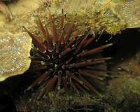 Are tiny grazers the new hope for Caribbean reefs